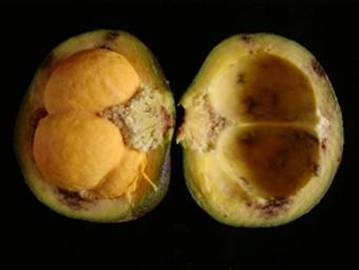 Caryocar brasiliense